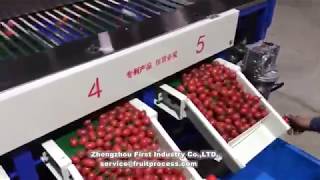 cherry tomato inspection and sorting圣女果