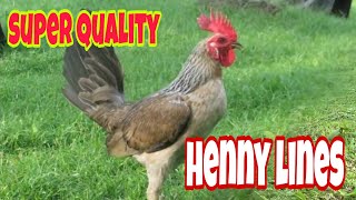 super quality henny lines, grabe ang gaganda ng mga manok na ito. / gamefowls