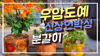 우암도예 신제품 수제 화분 깜짝 이벤트 상품 착한가격 분갈이 크로산드라 사계소국 사피니아