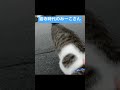 車から降りたら駆け寄ってきてくれた猫寺時代のみーこさん この時はパーニーという名前でした 250102 猫 cat かわいい