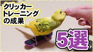 Five results of clicker training to teach a parrot a trick!