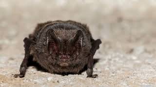 All about the barbastelle bat