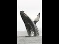 whale jumping out of water 😳