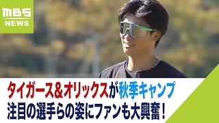 秋季キャンプ行うタイガース＆オリックス…注目の若手選手らの姿にファンも大興奮！（2023年11月8日）