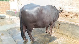 One Buffalo For Sale, ਇੱਕ ਮੱਝ ਵਿਕਾਊ