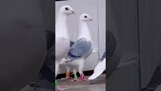 Pigeon lovers 🔥👑 #shorts #pigeon #video #foryou #lovers