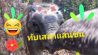 ทับเสลาแสนซน โดนดุ แต่ก็รู้ความ😄🌳❤️🐘❤️🌳