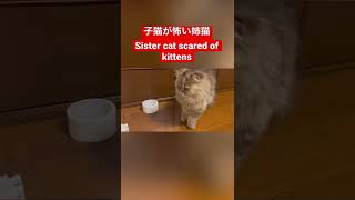 子猫が怖い姉猫 Sister cat scared of kittens #猫 #かわいい #バズれ #cat #catlover #catvideos #cute #ねこ #shorts