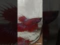 crowntail crossbreed