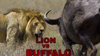 Lion vs Buffalo real documentary in hindi