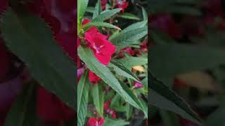 Balsam plant #shorts #plants