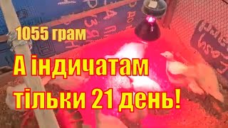 Індики Біг6. Індичатам 21 день! Умови утримання. Вага в три тижні.