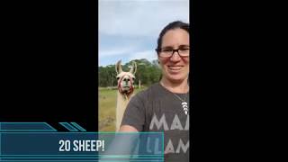 Llamas, pigs, sheep, oh my!