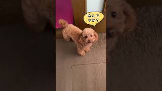 人間の言葉を理解しようとするイヌ 元ティーカッププードル #teacuppoodle #찻잔 푸들