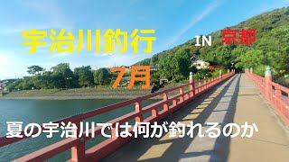 宇治川釣行　京都　　夏の宇治川では何が釣れるのか