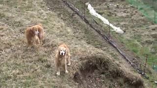 寒の戻り、寒い朝の里山とゴールデンレトリバー