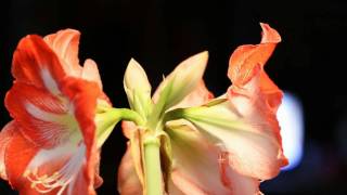 Amaryllis Time Lapse Blooming over 6 days.