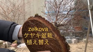 ケヤキ盆栽の植え替え Bonsai zelkova