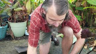 Black Coral Elephant Ear Propagation (Colocasia esculenta) - The Carrington Jungle