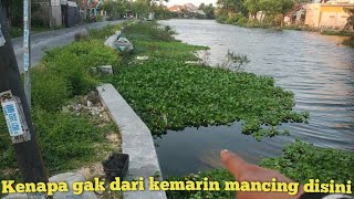 Nyesel gak dari kemarin mancing disini ikan nya besar-besar banyak ikan lele nya