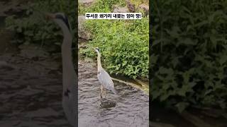 무서운 왜가리 내쫒는 엄마 짱 #새끼들지키는오리엄마