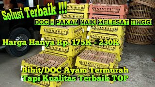 Wajib Tau || Bibit/DOC Ayam Termurah Harga Rp. 175K - 230K Per BOX || Murah Berkualitas TOP