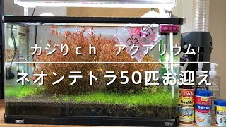 アクアリウム　ネオンテトラ　50匹　お迎え　やってみた　aquarium