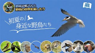 【㉘初夏に観察できる野鳥】尊い命の大切さと営みをみつめる探鳥旅 NikonD500　@ZOOTIMEch