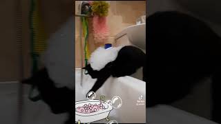 the cat in the foam, washed😅