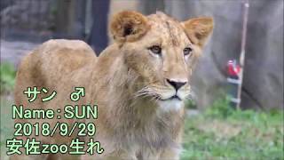 八木山zoo ライオン サン と なお 13 Lion cubs SUN and NAO Episode13 Yagiyama zoo 八木山動物公園