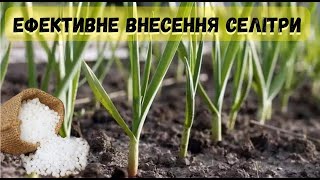 #часник   ЯК ЕФЕКТИВНО ВНЕСТИ СЕЛІТРУ?!