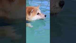 しばちわだより〜柴犬7歳の華麗なる泳ぎ〜