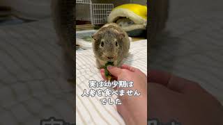 【guineapig】節分に野菜の恵方巻きを食べるモルモット　#shorts