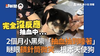 小黑柴抽血抽到睡著　瞇眼饋針筒超天使😆｜寵物動物｜柴犬｜狗狗