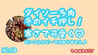 育てているダイソー多肉の一部をご紹介♡寒くなったら可愛く変身するコ♡寒さに強いコ？弱いコ？