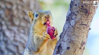 Adorable Mama Squirrel Who Is Missing Her Incisor Can't Stop Eating🐿歯なしのママリスちゃん爆食いが止まらないww