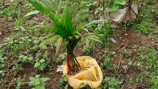 Today again brought Betelnut tree and planted it/Tini Teisa Kowai Chara Tubufika🤗