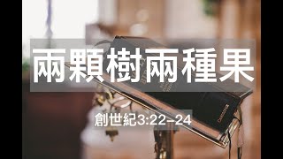 兩棵樹兩種果_分別善惡樹 vs 生命樹 (2021-12-26)