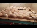 how to hatch a baby from a chicken egg at home after 21 days incubator for chicken egg at home