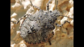 Rough Stink Bug(Brochymena)