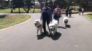 ビアン姫(ブランシェお兄ちゃまと同胎犬)と一緒に、国営ひたちなか海浜公園にネモフィラの花を見に行って来たよ。【グレートピレニーズ・Great  Pyrenees・超大型犬】真っ白もふもふの白くまさん