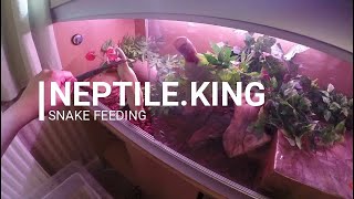 Snake Only Feeding Video