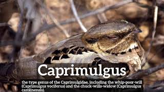 How Does Caprimulgus Look? | How to Say Caprimulgus in English? | What is Caprimulgus?