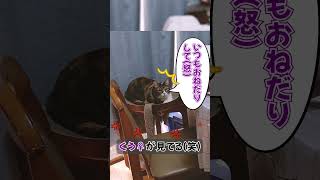 おねだりする #shorts #cat #猫 #猫動画