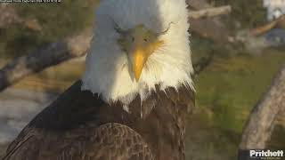 Southwest Florida Eagle Cam 24.12.2024 16:25