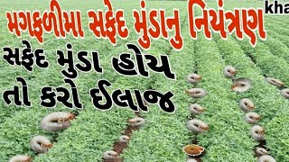 મગફળી માં સફેદ મુંડા નું નિયંત્રણ Niyantran #safed Munda Nu