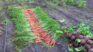 Наша Прекрасная деревенская жизнь - Уборка урожая (ДЕНЬ - Год КОРМИТ!)