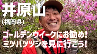 【日帰り登山】 ゴールデンウイークにもお勧め！ 春の井原山で小さな花たちに癒されてきました。　　2023.04.24