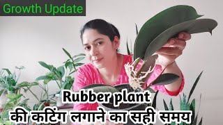 Rubber Plant from cuttings. रबर प्लांट को कटिंग से लगाने का बिल्कुल सही समय है जल्दी लगाएं.