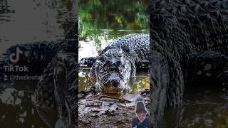 The Largest Alligatorid